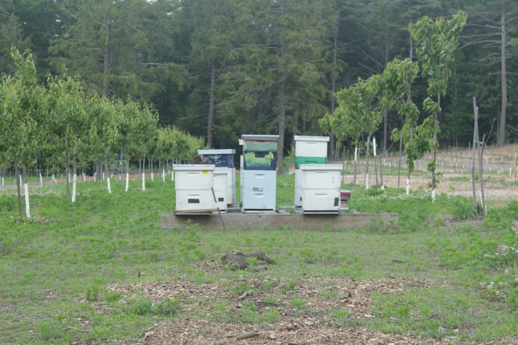Honeybee boxes in between rows of fruit trees